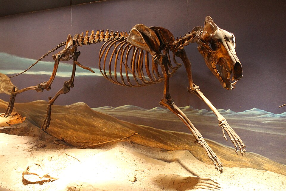 File:Aenocyon dirus Page.jpg